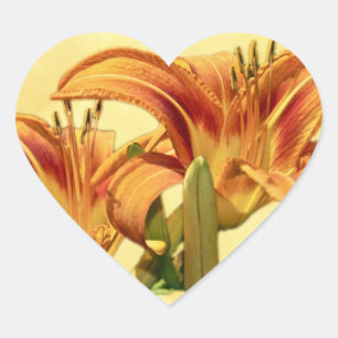 Adesivo Coração Dayllírios - Hemerocallis