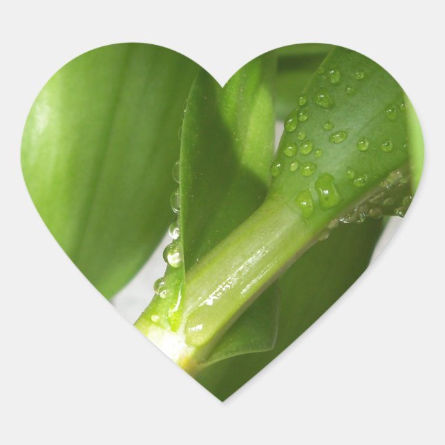 Adesivo Coração Dendrobium Orquídeo colado (Frente)