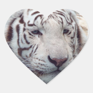 Adesivo Coração Desaparecimento de Tigres