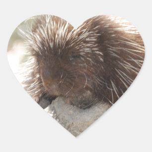 Adesivo Coração Descansar Porcupine