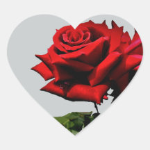 Eventos de Férias de Aniversário do Flor de rosa v