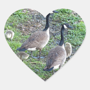 Adesivo Coração Família Geese Canadense