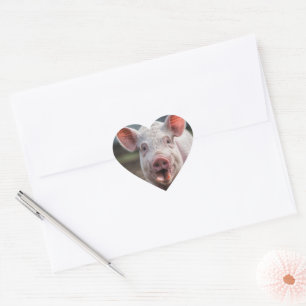Adesivo Coração Feliz Porco de Língua Branca,
