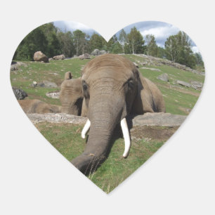 Adesivo Coração Fim-Acima do elefante