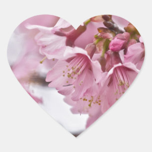 Adesivo Coração Flor de Cerejeira Sakura Rosa Pálido