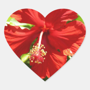 Adesivo Coração Flor havaiana vermelha brilhante do hibiscus