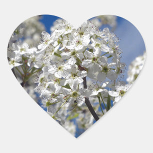 Adesivo Coração Flores da pera de Bradford