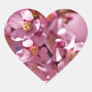 Adesivo Coração Flores de Cerejeira Sakura Beijadas pela Luz do So