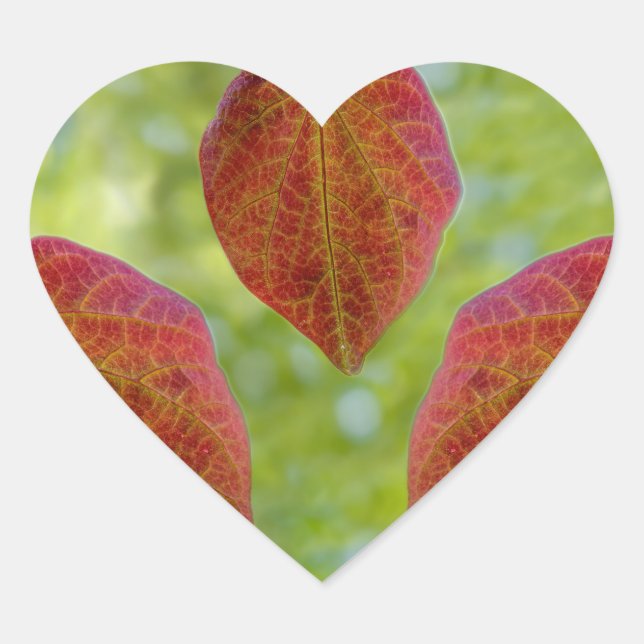 Adesivo Coração Folhas de Amor da Natureza (Frente)