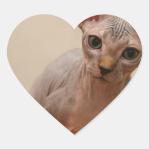 Adesivo Coração Gatinho bonito do sphynx "eu sou furless, é você