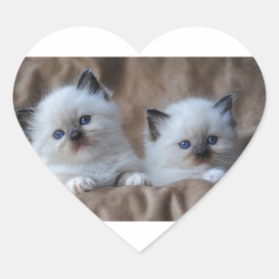 Adesivo Coração Gatinhos de Ragdoll
