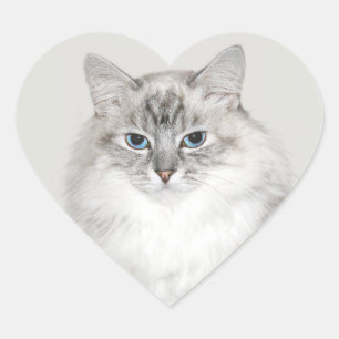 Adesivo Coração Gato de Himalaia azul