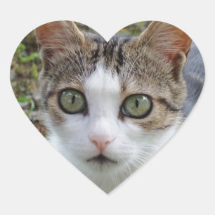 Adesivo Coração Gato malhado/etiqueta branca do coração do gato