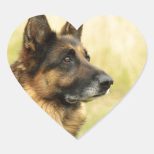Adesivo Coração German shepherd de cor