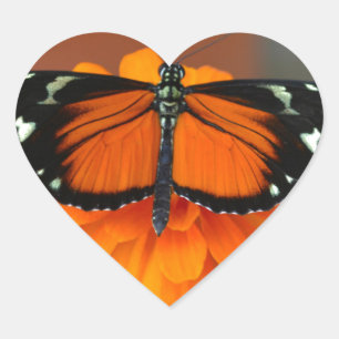Adesivo Coração Hecale Longwing Butterfly