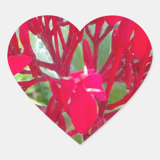 Adesivo Coração Impressão/Gráfico de Linda Flor de Sangue Milkweed (Frente)