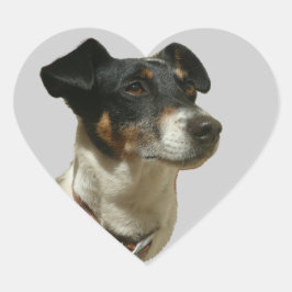 Adesivo Coração Jack Russell Cardíaco do Cachorro