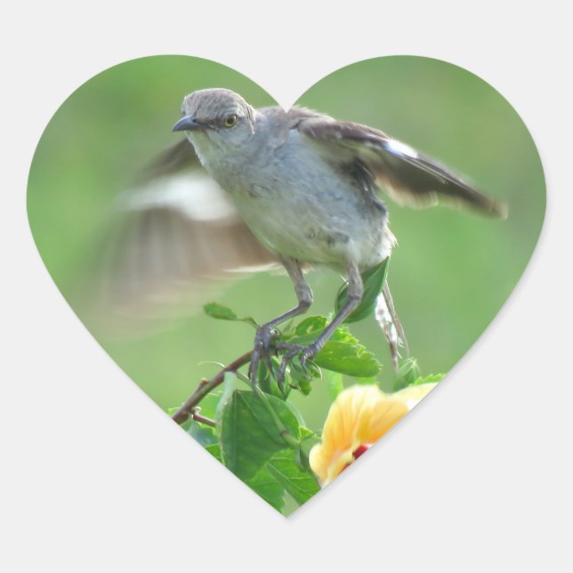 Adesivo Coração Jovem Vedante do Pássaro (Frente)