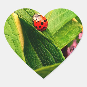Adesivo Coração Ladybird Sticker