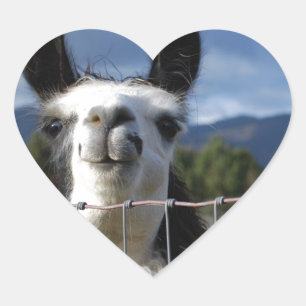Adesivo Coração Lama de sorriso engraçado em Oregon do sul