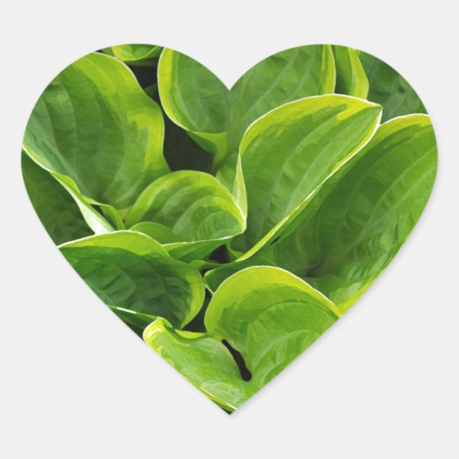 Adesivo Coração Linda planta verde-hosta (Frente)