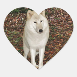 Adesivo Coração Lobo Lobos Parque Natureza País Animal Selvagem Fl