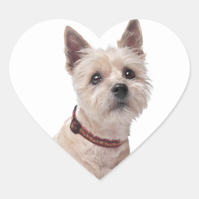 Adesivo Coração Love Cairn Terrier Puppy Dog Saudação Stickers (Frente)