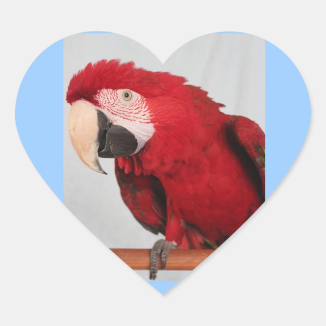Adesivo Coração Macaw Stickers (Frente)