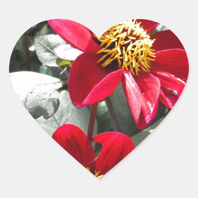 Adesivo Coração margarida rosa-vermelha / flores das margaridas (Frente)