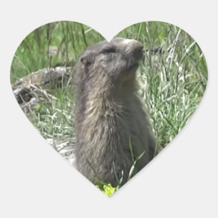 Adesivo Coração marmota primavera flores animais