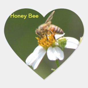 Adesivo Coração Mel de abelha branca Daisy flower Heart Sticker