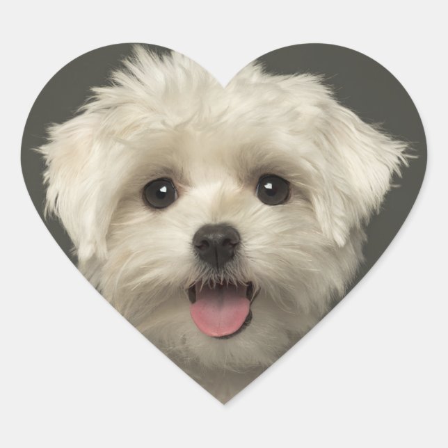 Adesivo Coração Olá, Maltês Puppy Dog Stickers/Seals (Frente)