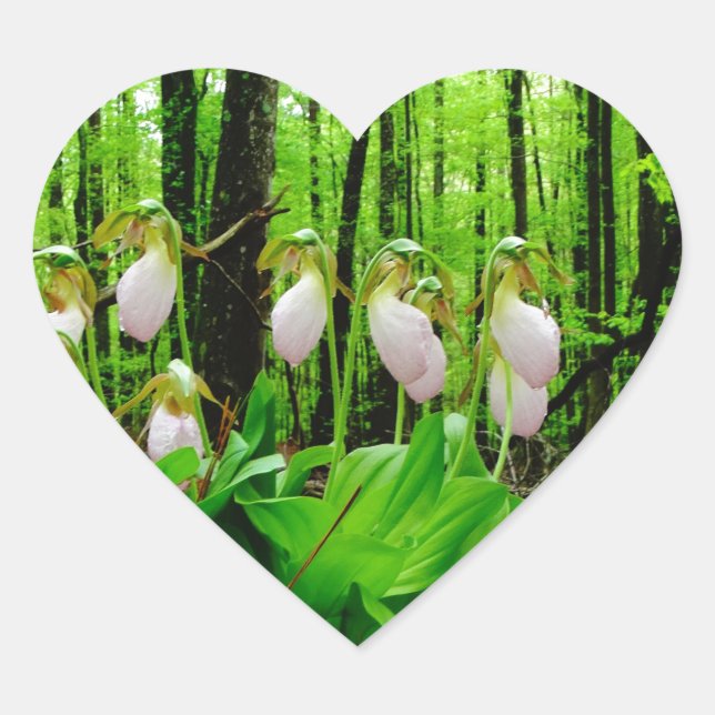 Adesivo Coração Orquídea silvestre de Lady Slipper Rosa (Frente)