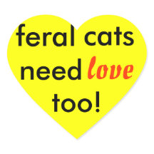 Os gatos selvagens também precisam de amor!