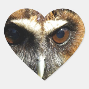 Adesivo Coração Owls Animal Birds Nature Park