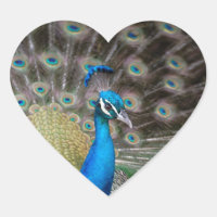 pavão orgulhoso