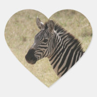 perfil zebra