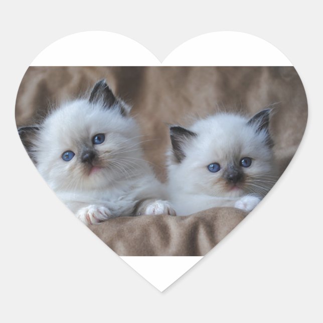 Adesivo Coração Ragdoll Kittens (Frente)