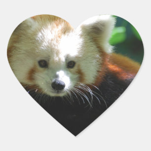 Adesivo Coração red-panda-11.jpg