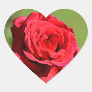 Adesivo Coração Rosa