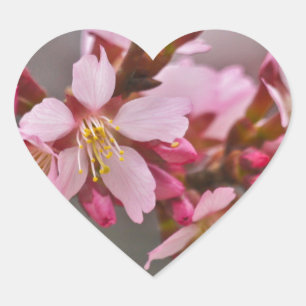 Adesivo Coração Rosa Contra Um Céu Cinza Flor de Cerejeira Japones