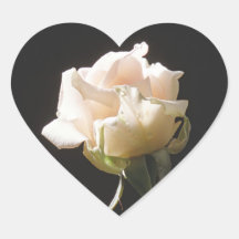 Rosa de cor creme sobre fundo escuro