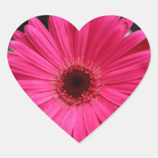 Adesivo Coração Rosa Gerbera Daisy Heart