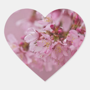 Adesivo Coração Sakura Flores de Cerejeira Rosa Pálido Reflexos