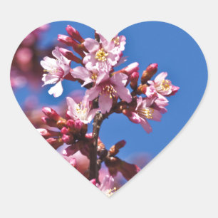 Adesivo Coração Sakura Flores de Cerejeira Tocando o Azul