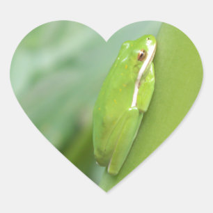 Adesivo Coração sapo de árvore verde com sono