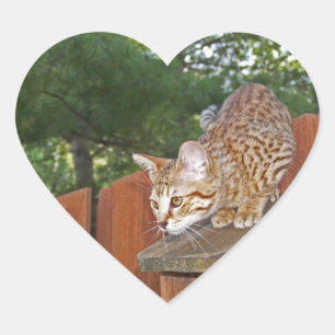 Adesivo Coração Savannah Cat Heart Sticker