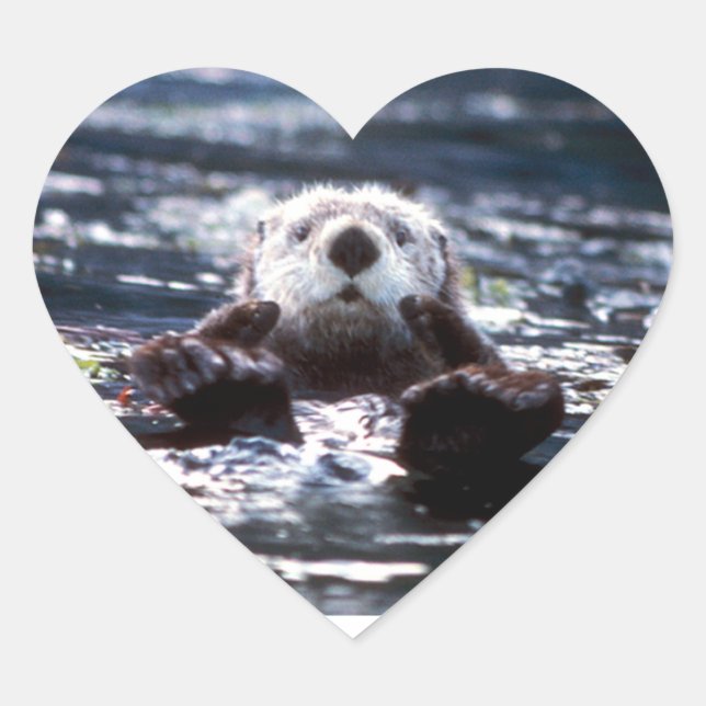 Adesivo Coração Sea Otter Natação (Frente)