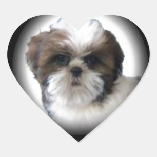 Adesivo Coração Shih-Tzu