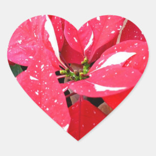 Adesivo Coração Shimmer Star Surprise Poinsettia Foliday Floral